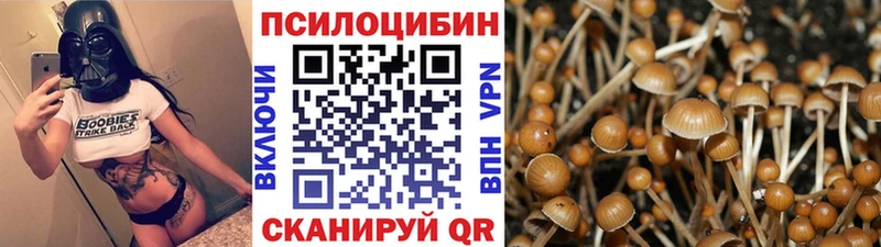 наркота  Менделеевск  Псилоцибиновые грибы Psilocybine cubensis 