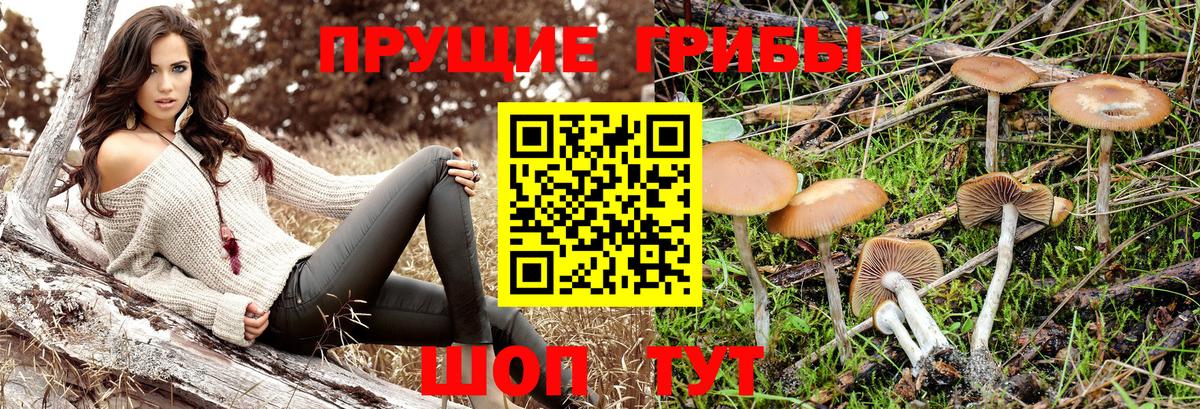 Менделеевск  Псилоцибиновые грибы Psilocybine cubensis  Вход с VPN 